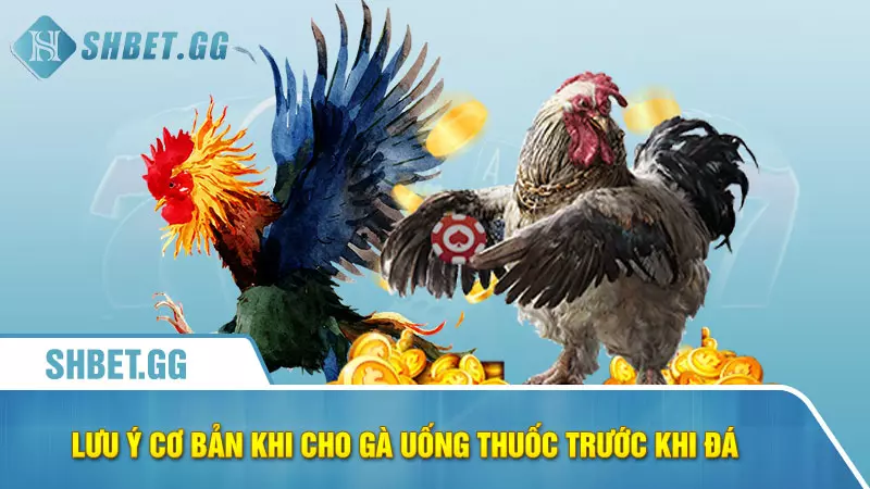 Lưu ý cơ bản khi cho gà uống thuốc trước khi đá