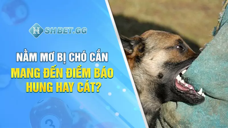 Nằm mơ bị chó cắn mang đến điềm báo hung hay cát?