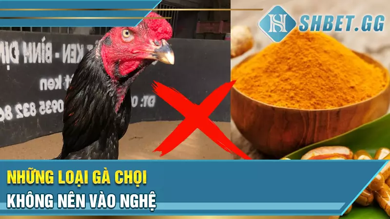 Những loại gà chọi nào nên vào nghệ?