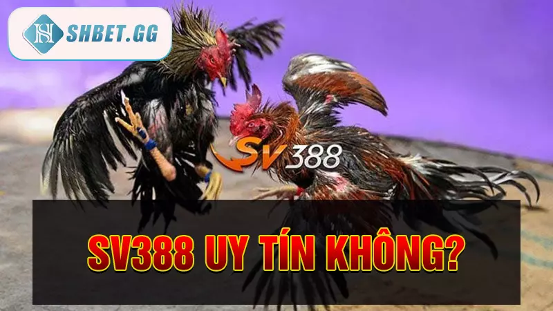 SV388 uy tín không?