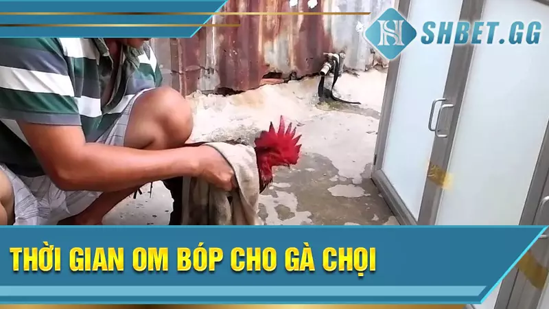 Thời gian om bóp cho gà chọi