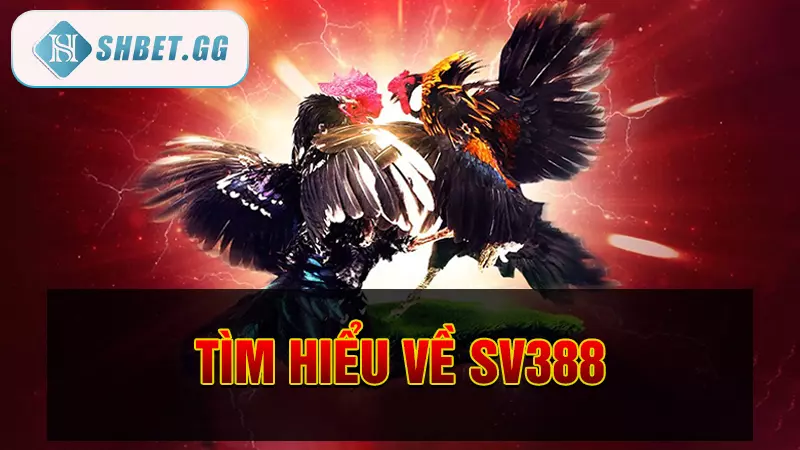 Tìm hiểu về SV388