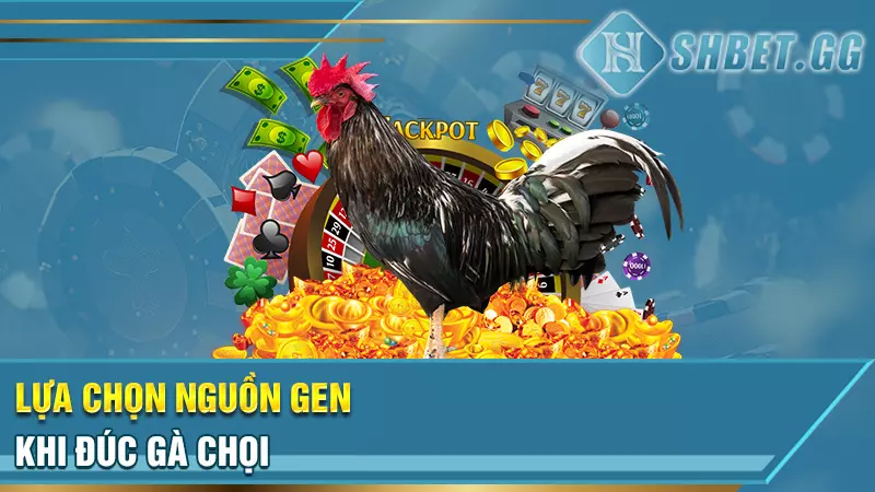 Lựa chọn nguồn gen khi đúc gà chọi