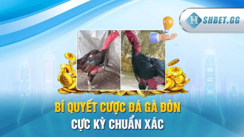 Bí quyết cược đá gà đòn cực kỳ chuẩn xác