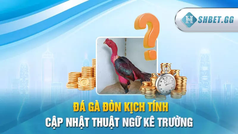 Đá gà đòn kịch tính - Cập nhật thuật ngữ kê trường