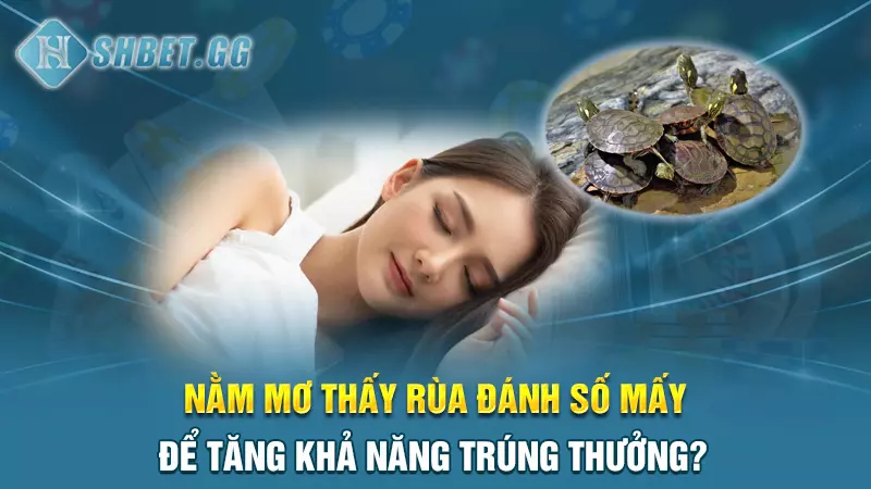 Nằm mơ thấy rùa đánh số mấy để tăng khả năng trúng thưởng?