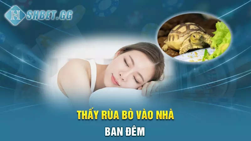 Thấy rùa bò vào nhà ban đêm