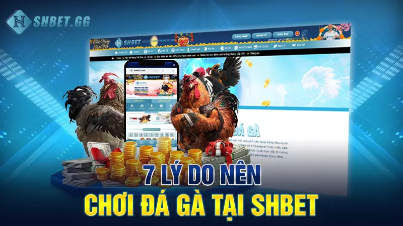 7 lý do nên chơi đá gà tại Shbet