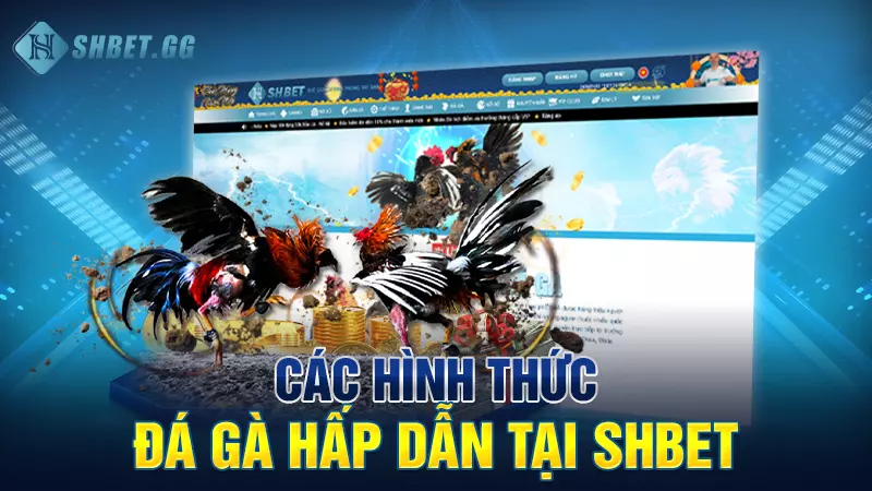 Các hình thức đá gà hấp dẫn tại Shbet