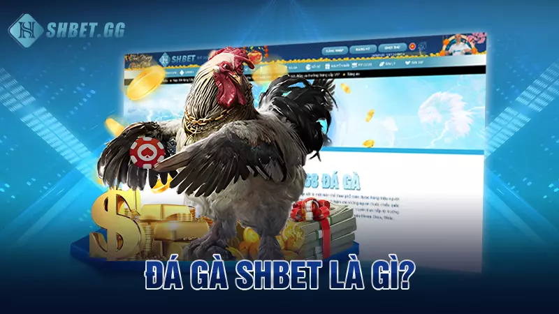 Đá gà Shbet là gì?