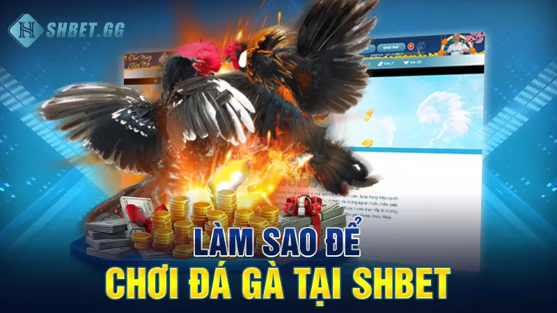 Làm sao để chơi đá gà tại Shbet