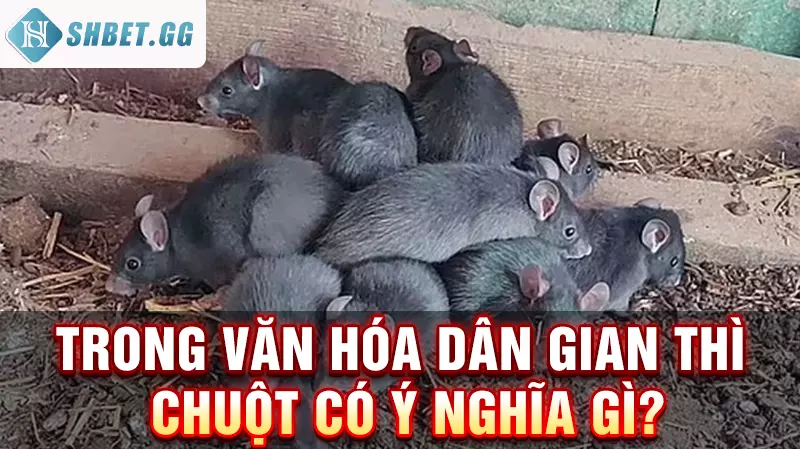 Trong văn hóa dân gian thì chuột có ý nghĩa gì?