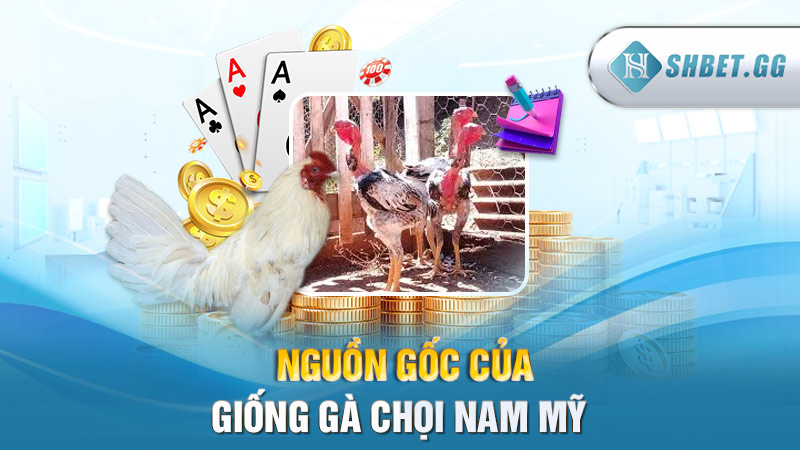 Nguồn gốc của giống gà chọi Nam Mỹ