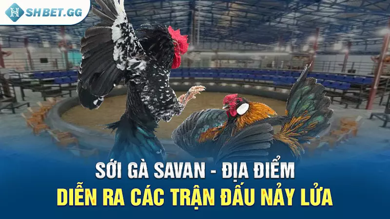 Sới gà Savan - Địa điểm diễn ra các trận đấu nảy lửa